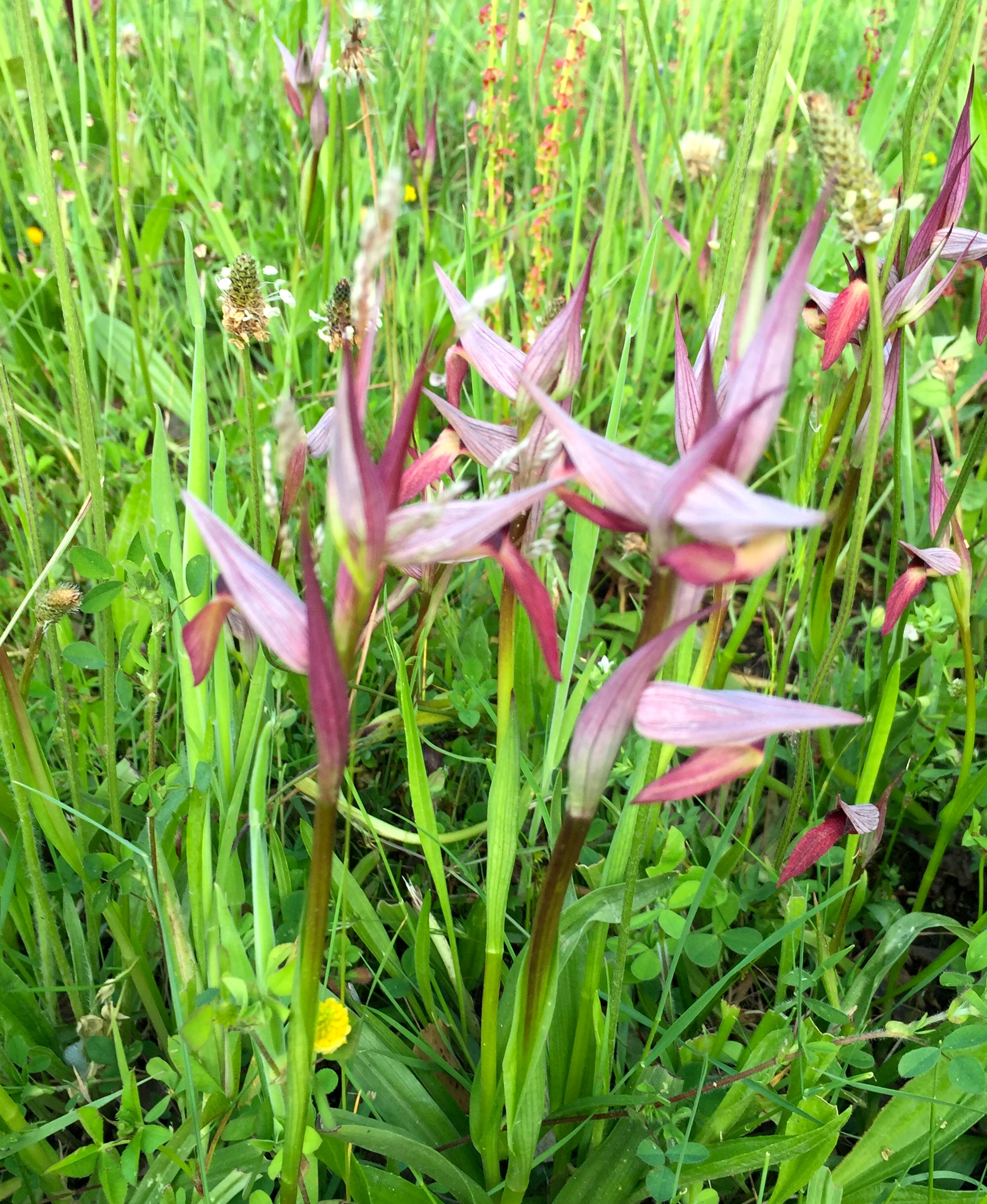 IMG_1491 | Fiona in Portugal, image size:2008x2448